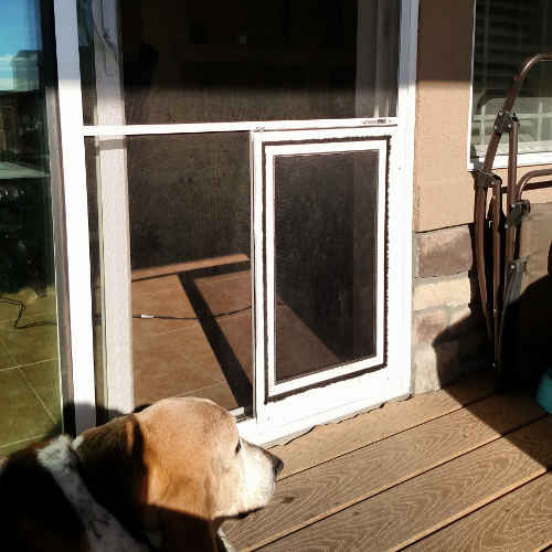 Sliding glass patio dog door